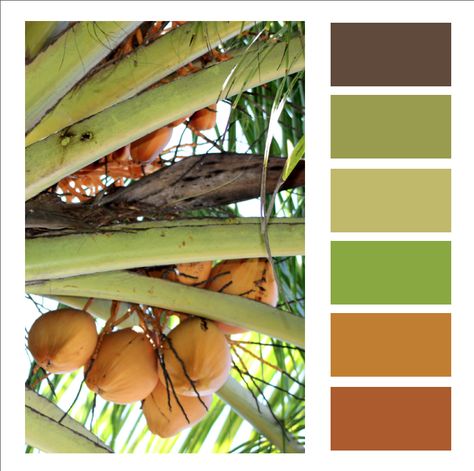 Coconut Tree Coconut Colour Palette, Palm Tree Color Palette, Coconut Color Palette, Raffle Gifts, Organic Branding, Harmony Art, Colour Pallets, Coconut Palm Tree, Palm Tree Leaves