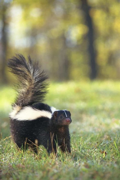 Efficient Ways To Deter Skunks Skunk Repellent, Getting Rid Of Skunks, Striped Skunk, Skunk Smell, Dawn Dishwashing Liquid, Dog Spray, Baby Skunks, Bees And Wasps, Insect Control