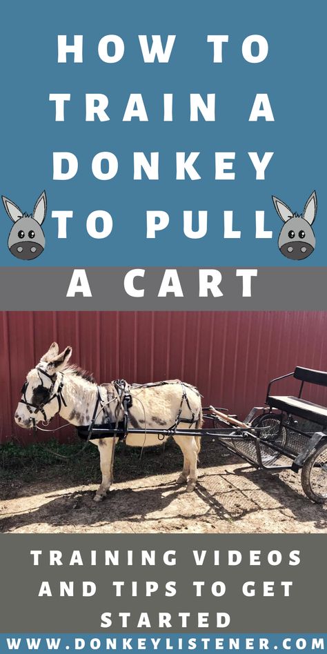 Mammoth Donkey, Donkey Cart, Donkey Training, Donkey Care, A Donkey, Mini Donkey, Carriage Driving, Miniature Donkey, Run In Shed