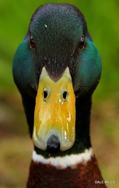 Duck Close Up, Waterfowl Taxidermy, Duck Photography, Kingfisher Painting, Duck Species, Duck Pictures, Duck Photo, Pet Ducks, Duck Art