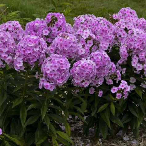 Phlox_Luminary_Opalescence_Tall_garden_phlox_wg_phlol_02 Tall Phlox, Phlox Plant, Yarrow Plant, Proven Winners Perennials, Blue Clematis, Phlox Flowers, Rose Fertilizer, Yard Makeover, Phlox Paniculata