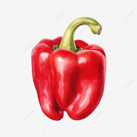 pepper watercolor illustration pepper chilli spicy png Pepper Watercolor, Spicy Chilli, Transparent Image, Png Transparent, Free Png, Watercolor Illustration, Png Image, Free Download, Clip Art