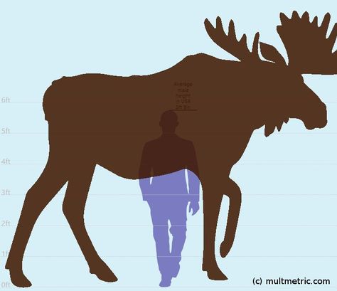 Moose Compared To Human, Moose Size Comparison, Moose Centaur, Height Comparison Chart, Usa Man, Moose Size, Bardic Inspiration, Height Comparison, Reference Animals