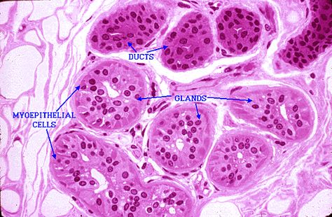 Skin - Sweat Glands Stop Sweating, Medical Laboratory Science, Science Notes, Sweat Gland, Laboratory Science, Medical Laboratory, Molecular Biology, Life Science, Anatomy