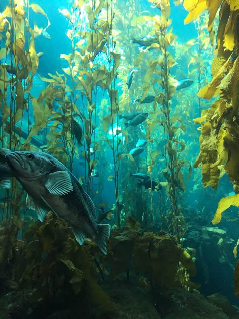 Underwater Reference, Underwater Plants, Sci Fi Architecture, Fauna Marina, Underwater Painting, Kelp Forest, Sea Plants, Monterey Bay Aquarium, Monterey Bay