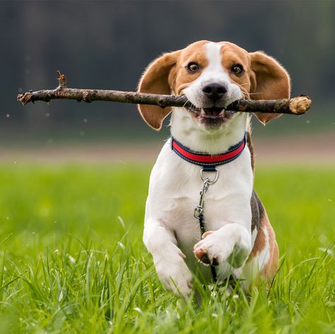 Happiness is...finding the PERFECT stick to show your human!! #simplepleasures #everydayventures Dog With Stick, Dog Tree, Popular Dog Breeds, Most Popular Dog Breeds, Best Dog Breeds, Beagle Dog, Animal Behavior, Popular Dog, Dog Chews