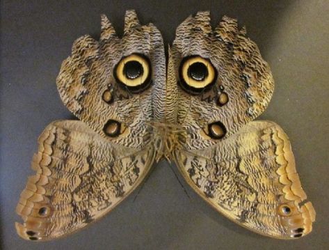 This moth looks like an owls face - 9GAG Butterfly Eggs, Owls Art, Owl Butterfly, Interesting Insects, Butterfly Eyes, Owl Eyes, Unusual Animals, Butterfly Wing, Golden Ratio