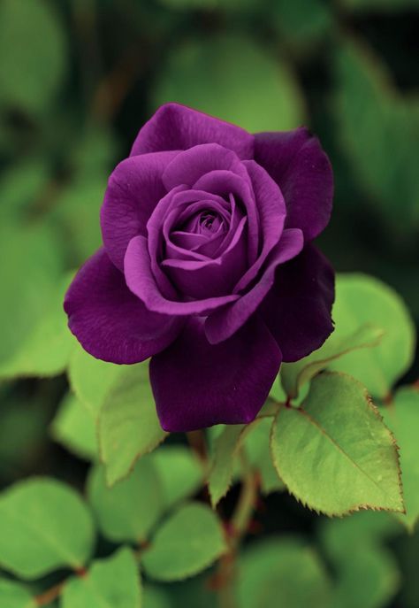 Rose Belle, Lavender Roses, Beautiful Rose Flowers, Exotic Flowers, Flower Beauty, Purple Roses, Flowers Nature, Beautiful Blooms, Flower Pictures