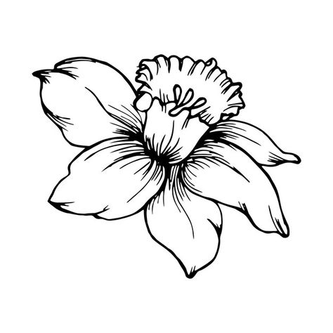 Traditional Narcissus Flower Tattoo, Narcissus Flower Outline, Narcissus Flower Drawing Simple, Dafodill Flowers Drawing, Narcissus Drawing, Narcissus Flower Drawing, Dafodill Flowers Tattoo, Majcin Dan, Narcissus Flower Tattoo