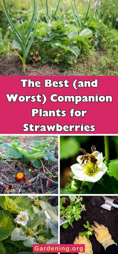 15 Best (and Worst) Companion Plants for Strawberries Strawberry Companion Plants, Companion Planting Chart, Strawberry Beds, Chamomile Plant, Garden Remedies, Strawberry Flower, Companion Plants, Growing Strawberries, Plant Diseases