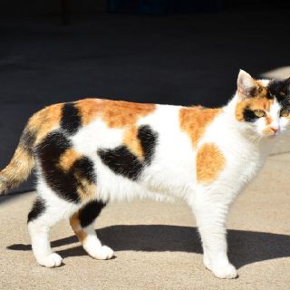 Spots Calico Cats, Calico Kitten, Kinds Of Cats, Calico Cat, Warrior Cats, Black Spot, White Cat, Cat Love, Feline