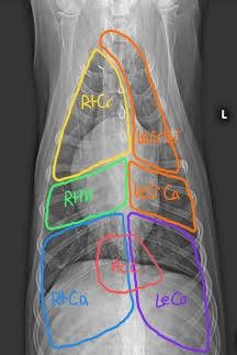 Vet Radiology, Veterinary Radiology, Vet Tech School, Vet Notes, Vet Tech Student, Vet Medicine, Vet School, Vet Med, Tech School