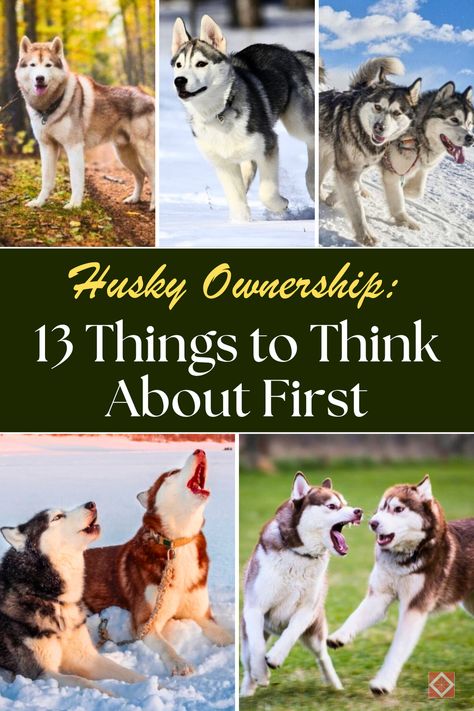 Before you get a Husky, read these 13 important facts! This breed is full of personality but comes with unique challenges like a strong prey drive, independent streak, and high activity levels. If you're thinking about adopting a Husky, make sure you're prepared for their specific needs. Save this pin to your Dog Breeds board, and click to learn more about the ups and downs of Husky ownership and how to decide if they’re right for you. Husky Faces, Husky Owner, Energizer Bunny, First Dog, Siberian Huskies, Southern Region, Dog Shedding, A Husky, Snow Dogs