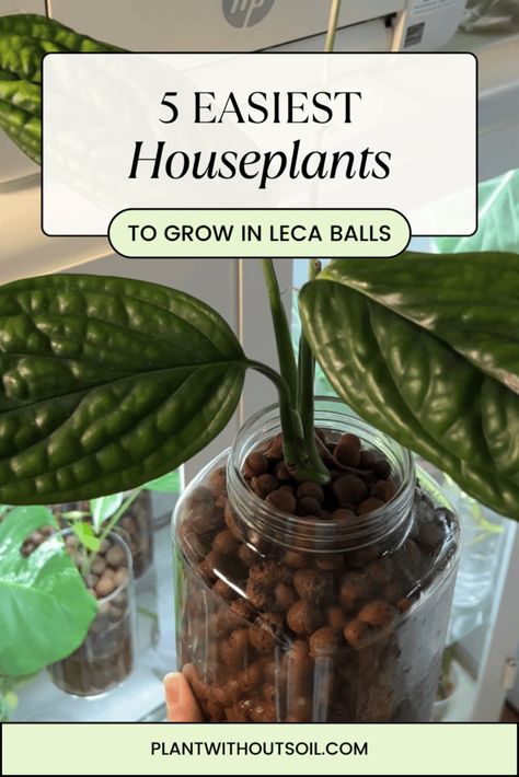 If you want to try growing houseplants in leca, here are the 5 easiest plants you can try transitioning to semi hydroponics! | clay balls | hydroton | indoor plants Hydroponic Clay Pebbles, Hydro Plants Indoor, Hydroponic Indoor Plants, Clay Balls For Plants, Leca Balls For Indoor Plants, Semi Hydroponic Houseplants, Hydroponic House Plants, Leca Balls For Plants, Hydroponic Plants Indoor