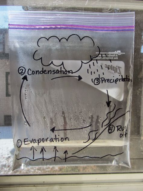 Weather Unit, Third Grade Science, 4th Grade Science, Sunny Window, Blue Food Coloring, Education Science, 5th Grade Science, Water Cycle, Blue Food