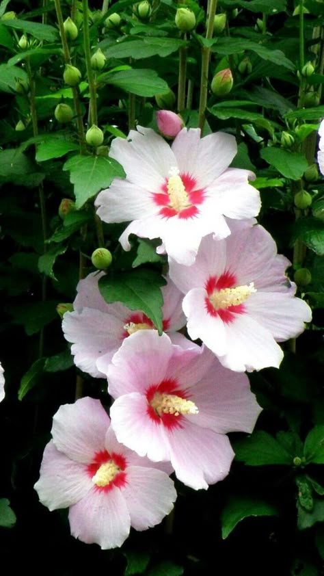 Rose Mallow, Hibiscus Syriacus, Flowers Hibiscus, Mallow Flower, Pink Hibiscus, Rose Of Sharon, Hd Background, Mac Laptop, Flowers Pink