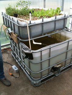 Aquaponics Greenhouse, Backyard Aquaponics, Aquaponics Fish, Aquaponics Diy, Aquaponic Gardening, Aquaponics System, Fish Farming, Growing Fruit, Hydroponic Gardening