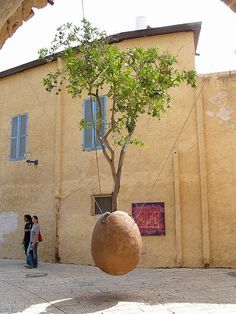 Read at : 4bestgard.blogspot.com Huge Planters, Old Jaffa, Citrus Tree, String Garden, Hanging Tree, Citrus Trees, Rene Magritte, Hanging Garden, Deco Floral