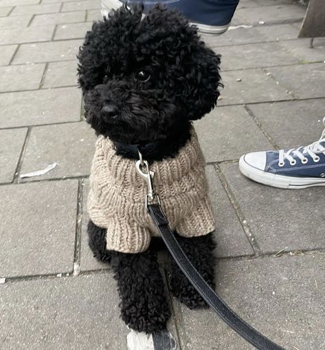 Black Poodles Miniature, Toy Poodle Clothes, Mini Poodle Aesthetic, Toy Poodle Puppies Black, Black Poodle Aesthetic, Cavapoo Black, Miniature Poodle Haircuts, Black Poodle Puppy, Black Miniature Poodle