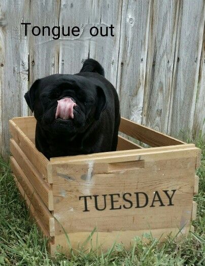 Tongue out Tuesday!!! Sticking Tongue Out, Friday Memes, Tongue Out Tuesday, Friday Meme, Tuesday Morning, Good Afternoon, Animals Images, Good Morning, Funny Memes