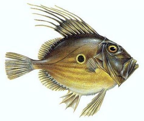 John Dory: (Zeus faber) It is a pelagic marine fish deep waters with a laterally compressed body olive-yellow color that has a large dark spot fringed yellow on his side and long spines on the dorsal fin. The dark spot is used to record an 'evil eye' if danger is approaching. It grows to a maximum size of 65 cm (2 feet) and 3 kg (7 pounds) of weight. It has a form of flat, round body and is a poor swimmer. John Dory Fish, Dory Fish, John Dory, Fish Designs, Fish Face, Fish Artwork, Wild Animals Pictures, Driftwood Sculpture, Fish Illustration