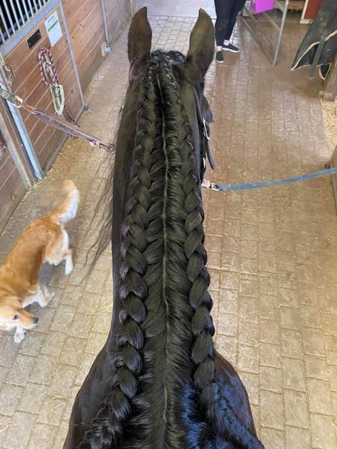 Horse Braiding Ideas, Horse Braids Mane, Horse Hair Ideas, Mane Braiding, Horse Hairstyles, Horse Braids, Horse Mane Braids, Horse Hair Braiding, Horse Farm Ideas