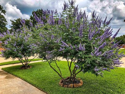 Vitek - flowering small tree Vitex Tree, Vitex Agnus Castus, Agnus Castus, Chaste Tree, Patio Trees, Desert Garden, School Garden, Cool Landscapes, Desert Landscaping