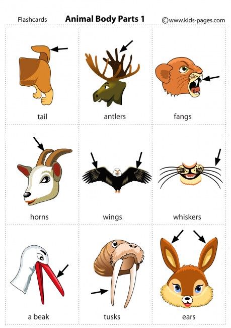 Animal Body Parts 1 flashcard Animal Body Parts Worksheet, Parts Of Animals, Ingles Kids, Animals Name In English, Tatabahasa Inggeris, Materi Bahasa Inggris, Animal Body Parts, Learning English For Kids, English Learning Spoken