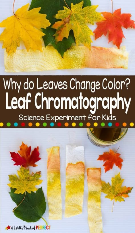 Leaf Changing Color Experiment, Leaves Changing Color Experiment, Leaf Color Experiment, Leaf Color Change Experiment, Fall Leaves Science Experiments, Changing Leaves Craft Preschool, Reggio Leaf Activities, Why Do Leaves Change Color Experiment, Changing Seasons Preschool Activities