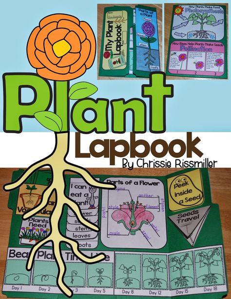 My Products Plant Lap Book, Parts Of A Seed, Plant Lessons, Flower Parts, Lapbook Ideas, Gardening Activities, Envelope Book, Lap Books, 2nd Grade Science