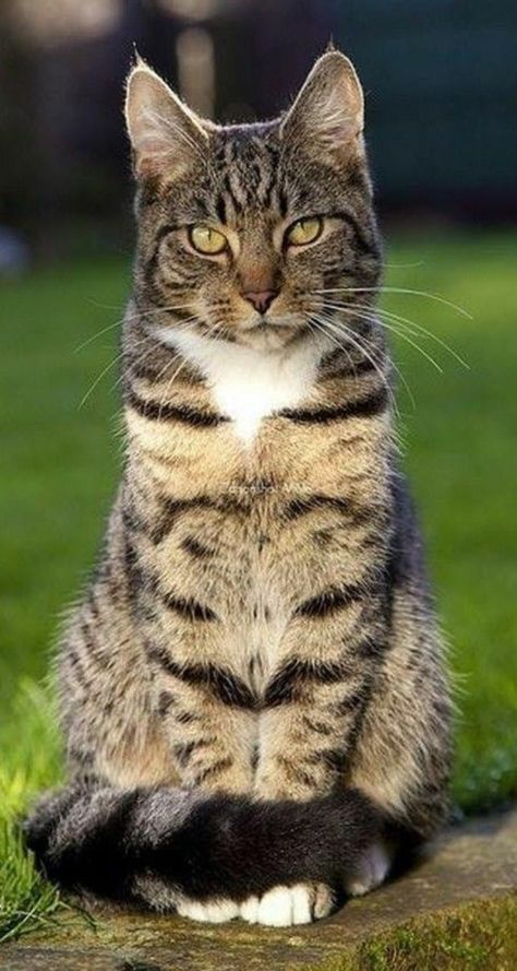 Söt Katt, Cat Pose, Domestic Cat, Cat Aesthetic, Cat Sitting, Cute Kittens, Cat Care, Warrior Cats, The Grass