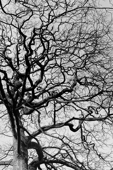 Stand All Saints Church | Shot with a Pentax ME Super on Ken… | Flickr Trees Black And White, Tree Black And White, Aboriginal Patterns, Tree Tattoo Back, Diy Abstract Canvas Art, Tree Stencil, Tree Artwork, Tree Images, Black Tree