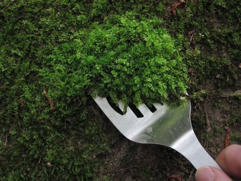 How to collect, transplant, and care for moss. If you want to add moss to your pots or planters, this article explains how to establish it and get it growing. Moss Growing, Growing Moss, نباتات منزلية, Faeries Gardens, Moss Garden, Have Inspiration, Garden Stones, Miniature Garden, Fairy House