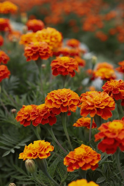 A field of orange flowers photo – Free Flower Image on Unsplash Marigold Field, Marigold Seeds, Natural Bug Repellent, Marigold Flower, Bug Repellent, Outdoor Flowers, How To Grow Taller, Slug, Nature Aesthetic