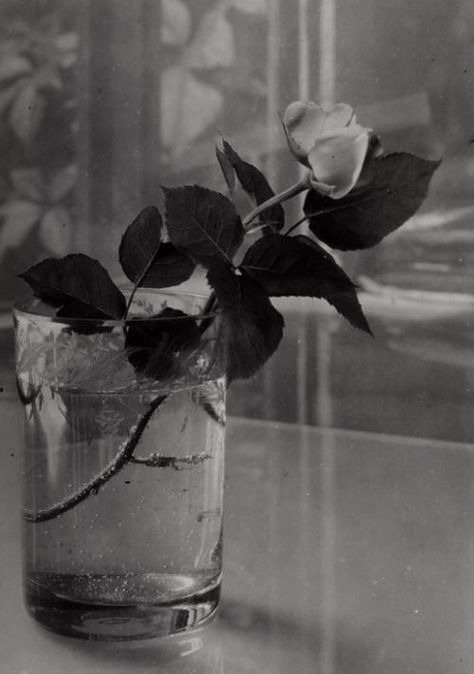 Josef Sudek, Rose In A Glass, Photography Themes, Study Photography, Black And White Photograph, Beauty Products Photography, Gelatin Silver Print, History Of Photography, Art Sites