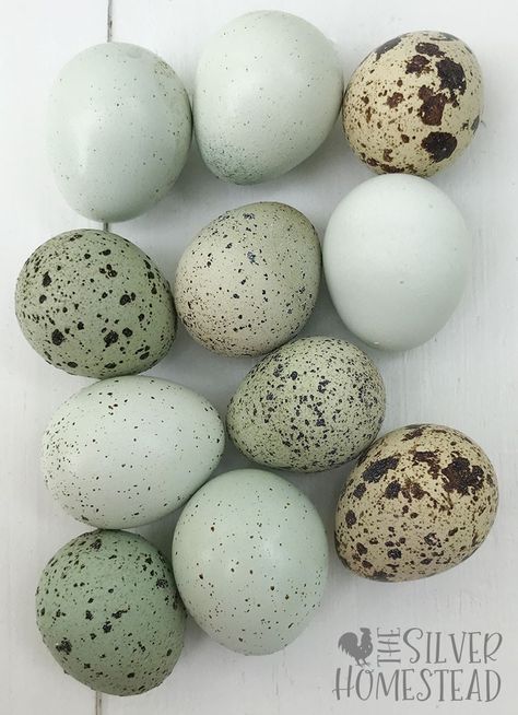 Hatching Quail Eggs, Quail Egg Packaging, Quail Eggs Photography, Water Glass Quail Eggs, Quail Pen, Organic Eggs Farm, Quail Coop, Peppermint Plants, Raising Quail