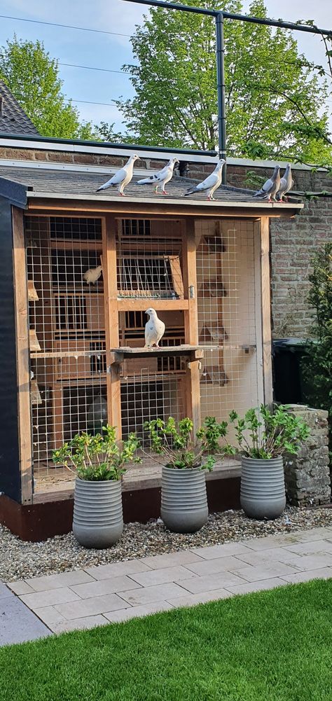 Homing Pigeons Loft, Pigeon Cage Design, Pigeon Aviary Ideas, Pigeon House Design, Pigeon Aviary Outdoor, Pigeon Loft Ideas, Pigeon Loft Design Plans, Pigeon Coop Ideas, Pigeon Cage Ideas