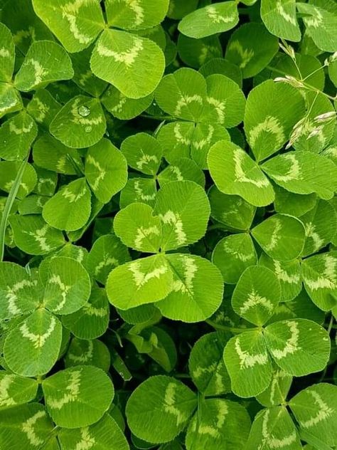 Lucky Leaf, Spotify Covers, Painting Subjects, Plant Photography, Garden Painting, Flora And Fauna, Leaf Clover, Four Leaf Clover, Painting Style