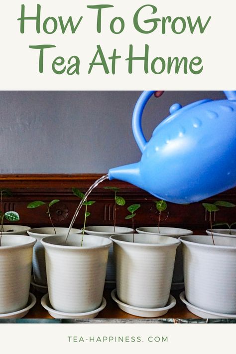 How To Grow Tea Plants, Growing Tea Plants At Home, Indoor Tea Garden, Tea Activities, Growing Tea, Tea Plants, Tea Blends Recipes, Herbal Tea Garden, Tea At Home