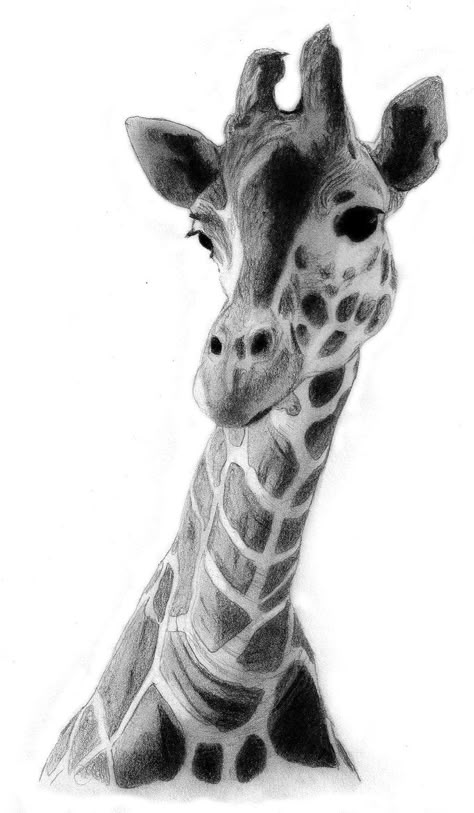 animal artistic drawings images - Bing Images Drawing Giraffe, Giraffe Drawing, White Giraffe, Giraffe Pictures, Giraffe Illustration, Giraffe Wall Art, Pencil Drawings Of Animals, Drawing Hair, Giraffe Art