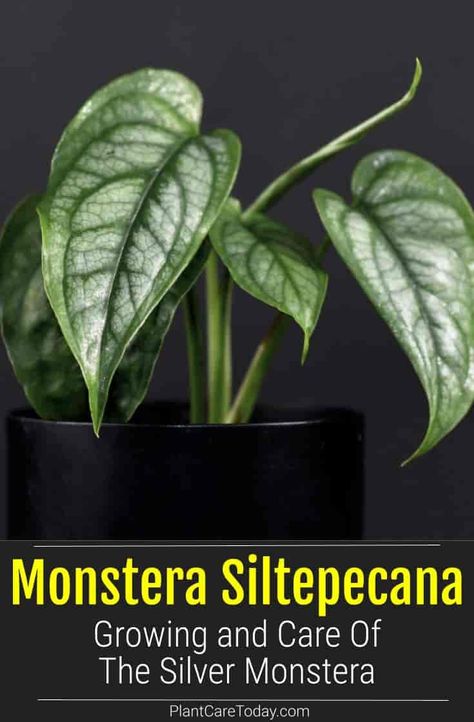 The Silver Monstera siltepecana is an attractive plant from Central America and prized for its rich foliage, which develops fenestrations (window-like holes) as it grows older. [CARE INFO] Monstera Siltepecana, Best Indoor Hanging Plants, Get Rid Of Aphids, Types Of Moss, Neon Pothos, Orchid Bark, Hanging Plants Indoor, Plant Diseases, Plant Guide