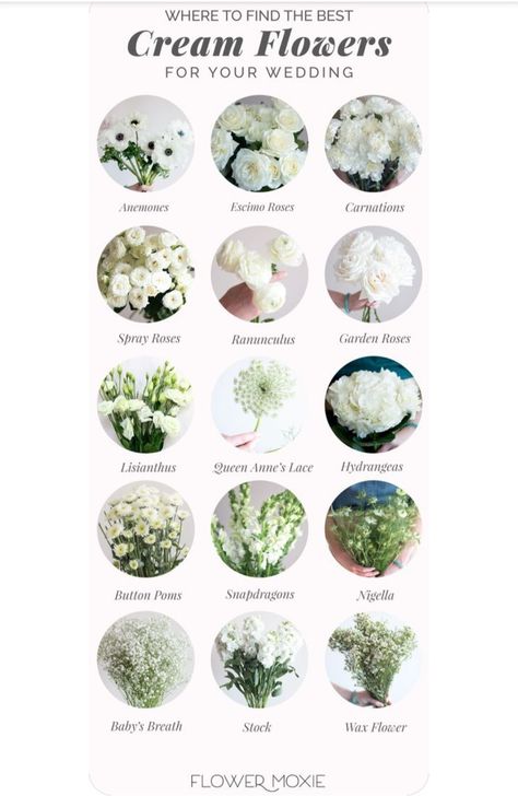 Wedding Flower Names, Types Of Flowers For Wedding, Bridal Bouquet Ideas Summer, White Wedding Flower Types, White Flowers With Names, Wedding Flowers Price Guide, Different Types Of White Flowers, List Of Wedding Flowers Needed, Tuscan Wedding Theme