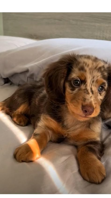 Dapple Dachshund Miniature, Daschund Puppies, Dachshund Puppy Long Haired, Cute Small Dogs, Cute Dogs Images, Very Cute Puppies, Dapple Dachshund, Cute Small Animals, Cute Animals Puppies