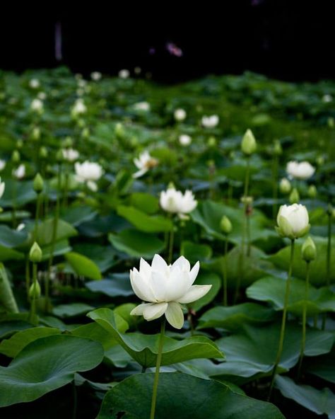 Lotus Flowers: 37 Types, Meaning and Pictures | Florgeous Lotus Wallpaper, Lotus Plant, White Lotus Flower, Image Nature, Lotus Leaves, White Lotus, Cool Backgrounds, Water Lilies, Green Flowers