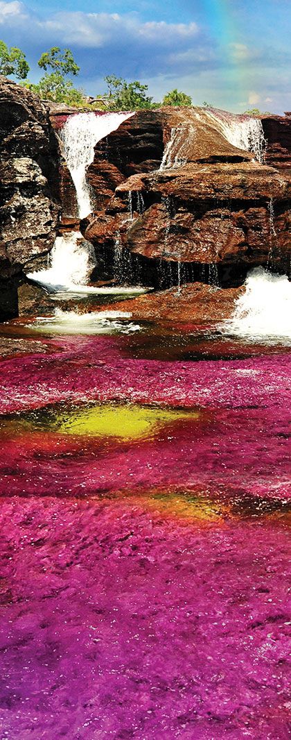 Caño Cristales River -Liquid Rainbow, River of Five Colours- La Macarena, Meta | Colombia Rainbow River, Colombia Travel, South America Travel, Beautiful Places In The World, Beautiful Places To Visit, Amazing Places, America Travel, Most Beautiful Places, Travel Around