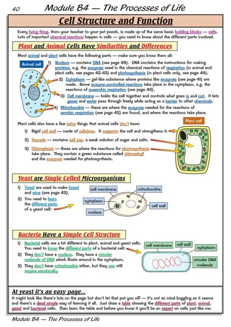 Cell Function And Structure, A Level Biology Cell Structure Notes, Biology Notes Cell Structure, Cell Structure Notes, Cell Structure And Function Notes, Structure Of Cell, Teaching Biology Activities, Cell Notes, Biology High School