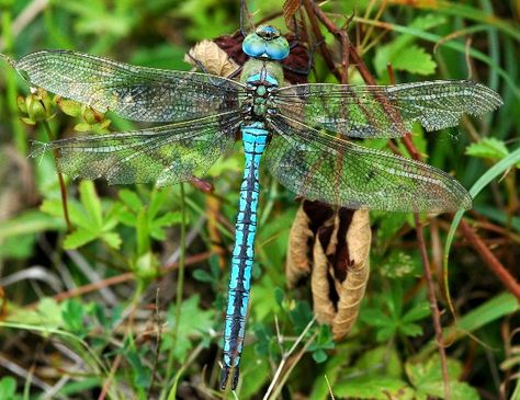 male_emperor_dragonfly Dragonfly Habitat, Dragonfly Symbolism, Dragonfly Images, Dragonfly Photography, Dragonfly Photos, Scientific Drawing, Dragonfly Painting, Gossamer Wings, Neon Jungle