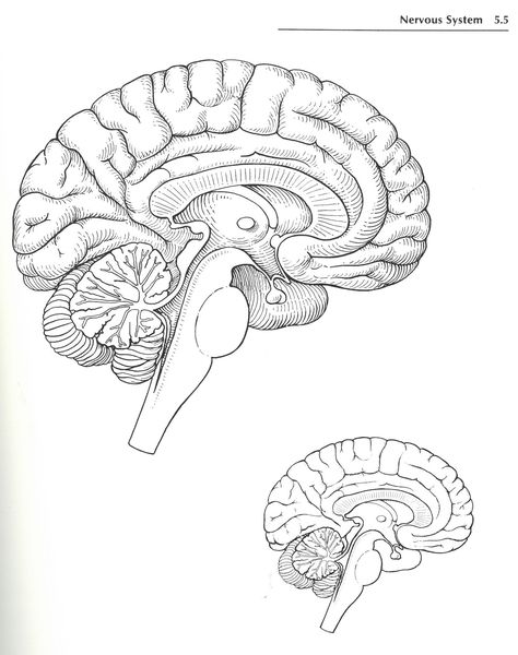 Anatomy Drawing Medical Art Brain, Brain Coloring Page Free Printable, Central Nervous System Drawing, Brain Structure Diagram, Nervous System Drawing, Anatomy Drawing Medical Art, Nervous System Art, Spinal Cord Anatomy, Brain Diagram