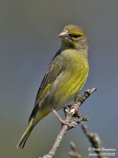 European greenfinch | ... EUROPEAN GREENFINCH - CARDUELIS CHLORIS - VERDIER D'EUROPE > EUROPEAN Hawfinch, Greenfinch, Canary Birds, Bird Applique, Bullfinch, Most Beautiful Birds, Kinds Of Birds, Finches, Colorful Bird