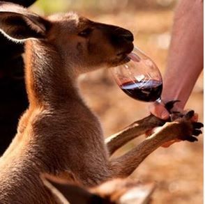 Australian Wine, Australian Wildlife, Drinking Wine, Wine Drinks, Happy Places, Google Chat, Kangaroo, Blog Post, Australia